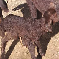 تعدا ۸ راس بره نر هترو