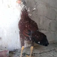 مرغ افقان