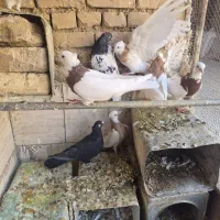 طوقی|پرنده|بهمن صغاد, |دیوار