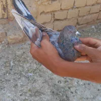 کفتر|پرنده|اراک, |دیوار