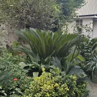 فروش سیکاس و گیاه طبیعی