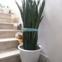 گل طبیعی