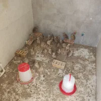 جوجه پرورشی