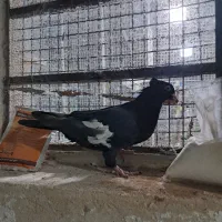 سینه سیاه