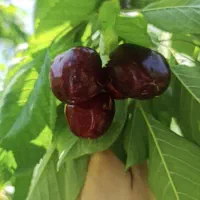 فروش گیلاس تکدانه قشلاق