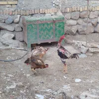 لاری