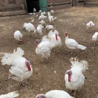 بوقلمون زنده
