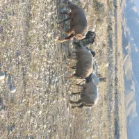 تعداد سه عدد میش و دو عدد کهره نر