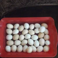 تخم مرغ نطفه دار