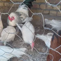 مرغ وخروس