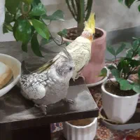 جوجه عروس هلندی ۴۰ روزه سرلاکی
