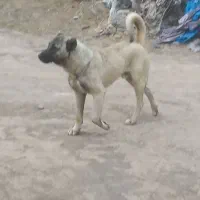 واگذاری سگ یکساله سراب