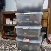 شغل خانگی کار در منزل حلزون کاردرمنزل