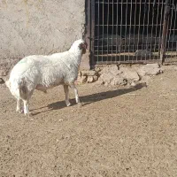 بره