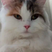 گربه پرشین اصیل خانگی