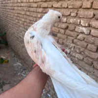 کبوتر دوکت سرور