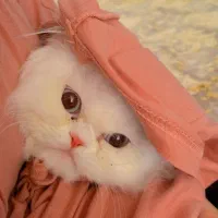 گربه خانگی