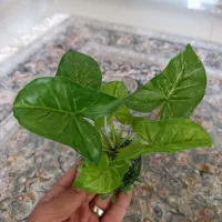 گل و سنگ اکواریوم