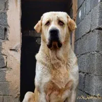 دو عدد توله عراقی اصل ۲ ماهه