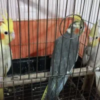 فروش عروس هلندی