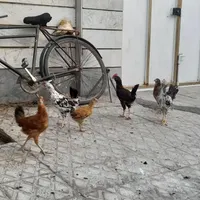 نیمچه مرغ و خروس ۵ عدد
