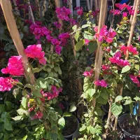 گل های تزئینی و فصلی