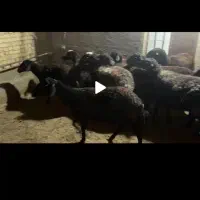میش جوان مناسب داشت