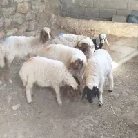 گوسفند داشتی فروش