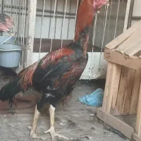 خروس لاری مرغ افغان