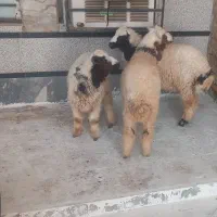 گوسفند نر