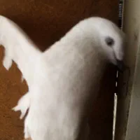 دونه ای۲۵۰
