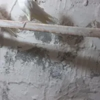 گمشدن طوطی عروس درحوالی کمربندی جنوبی مسکن مهرها