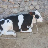 گاو و گوساله