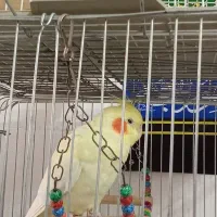 باسلام