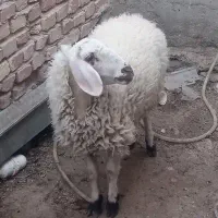 بره اصل وطنی چاق