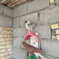 پرنده