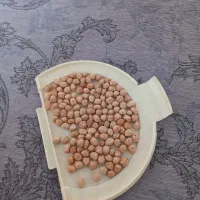 نخود سفید