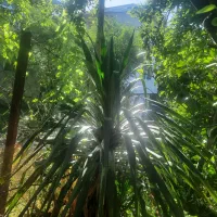 فروش یوکا چند ساله