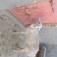 میش مغانی جوان شکم اول