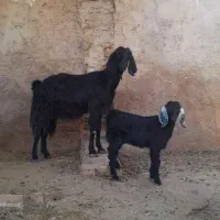 بز کهره دار
