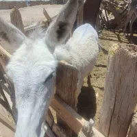 کره خر ماده