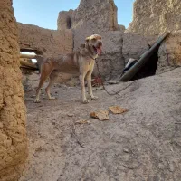 توله