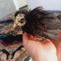 جوجه سیاه