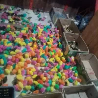 جوجه