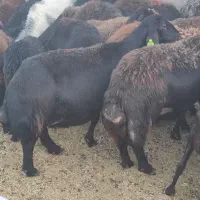 میش افشار هترو و همو