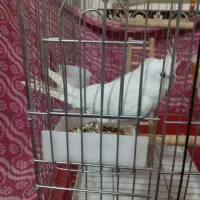 عروس هلندی