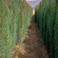 حراج نهال سروناز شیراز