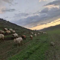 بره ماده هترو