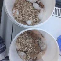 همستر