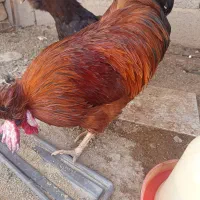 مرغ و خروس